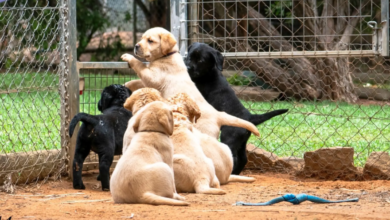First Month Training Plan For Puppies Bought Under NSW Breeder ID Law Changes