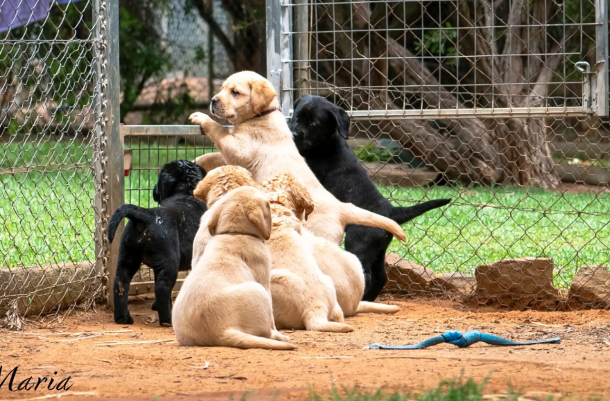 First Month Training Plan For Puppies Bought Under NSW Breeder ID Law Changes