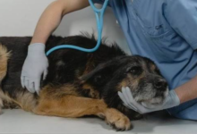 How Veterinary Urgent Care Treats Eye And Ear Emergencies