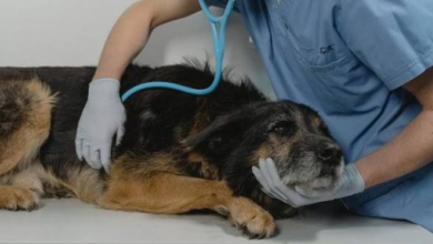How Veterinary Urgent Care Treats Eye And Ear Emergencies