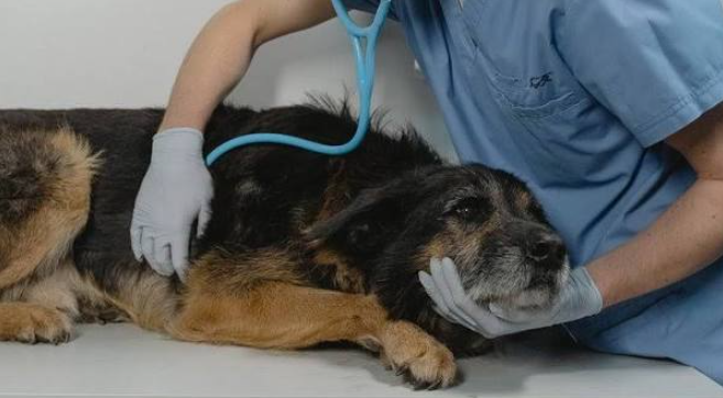 How Veterinary Urgent Care Treats Eye And Ear Emergencies