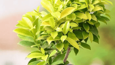 Cost, Care, and Long-Term Value of a Mature Ficus Tree for Sale
