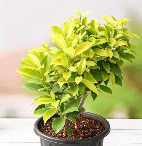 Cost, Care, and Long-Term Value of a Mature Ficus Tree for Sale