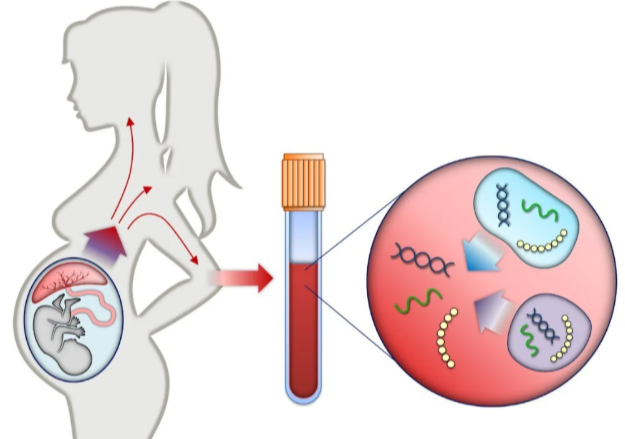 The Importance of NIPT Testing in Prenatal Care
