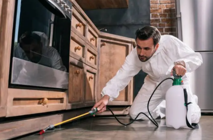 Effective Pest Control Solutions in Bowral with Southern Highlands Pest Control