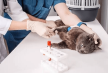 Why Regular Blood Work Is Essential In Veterinary Clinics