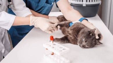 Why Regular Blood Work Is Essential In Veterinary Clinics