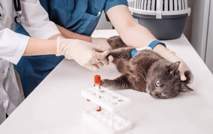 Why Regular Blood Work Is Essential In Veterinary Clinics