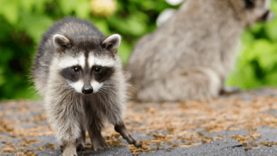 Raccoon Removal London: A Practical Guide to Protecting Your Property