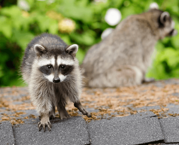 Raccoon Removal London: A Practical Guide to Protecting Your Property