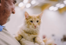 5 Ways Veterinary Hospitals Provide Peace Of Mind For Pet Owners