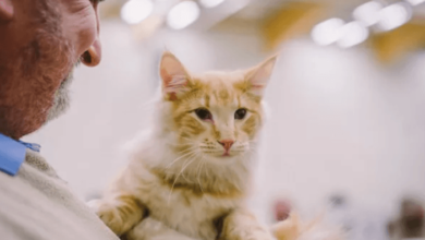 5 Ways Veterinary Hospitals Provide Peace Of Mind For Pet Owners