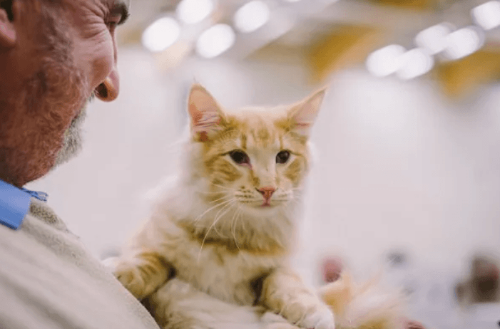 5 Ways Veterinary Hospitals Provide Peace Of Mind For Pet Owners