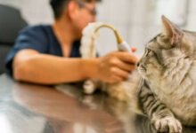 How Veterinary Clinics Support Senior Pet Wellness