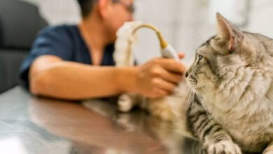 How Veterinary Clinics Support Senior Pet Wellness
