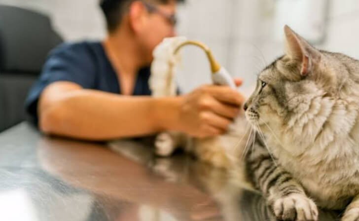 How Veterinary Clinics Support Senior Pet Wellness