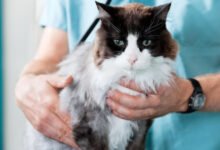 How Mobile Vets Provide Comfort-Focused Care for Terminally Ill Pets