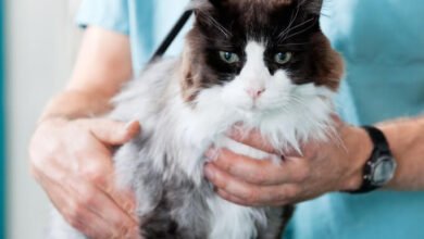 How Mobile Vets Provide Comfort-Focused Care for Terminally Ill Pets