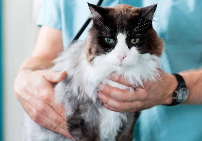 How Mobile Vets Provide Comfort-Focused Care for Terminally Ill Pets
