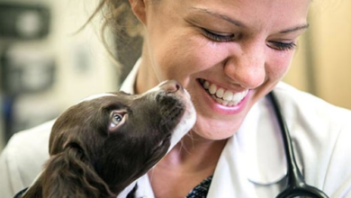 How Animal Hospitals Adapt To Advances In Veterinary Medicine