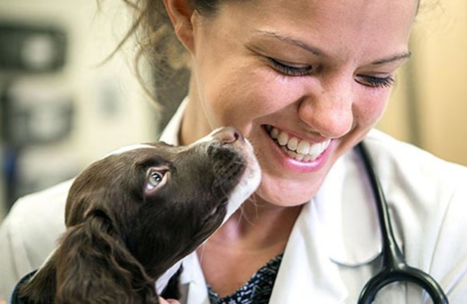 How Animal Hospitals Adapt To Advances In Veterinary Medicine
