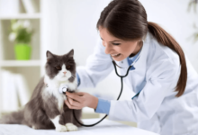 5 Essential Services Every Animal Hospital Provides
