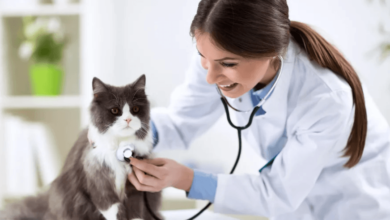 5 Essential Services Every Animal Hospital Provides