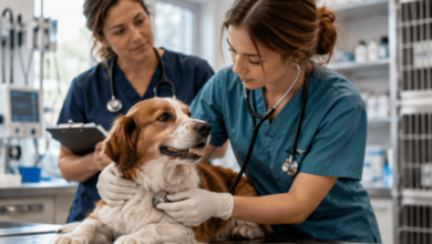 How Animal Hospitals Handle Behavioral Consultations